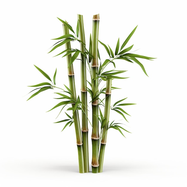 illustration of Bamboo3D rendering of bamboo presented in a 3D st