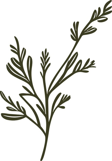illustration of carrot leaves The natural beauty of carrot foliage