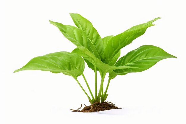Photo illustration of clipping paths isolated young tobacco plant with generative ai