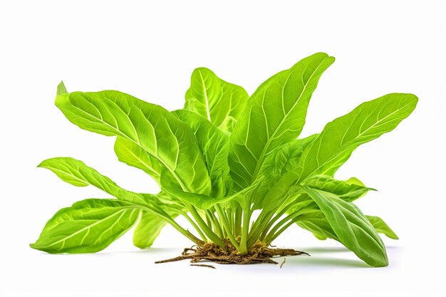 Photo illustration of clipping paths isolated young tobacco plant with generative ai