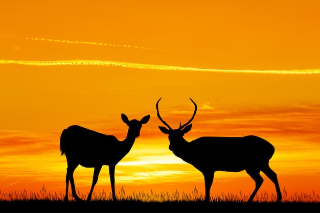 Illustration of deer at sunset