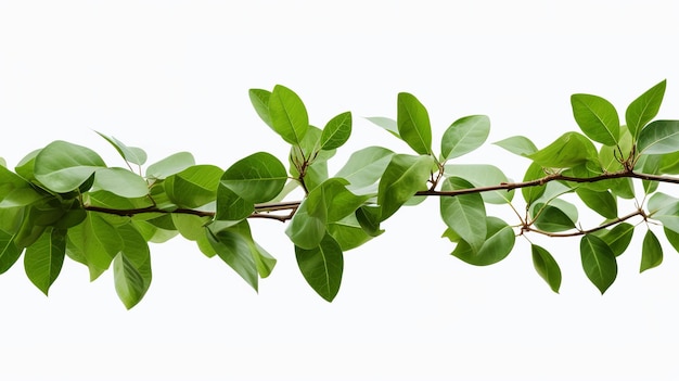 Photo illustration of ficus religiosa green leaves white background