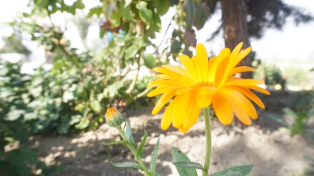 イラスト 花のベクトルデザイン 花の葉 夏の春の植物図