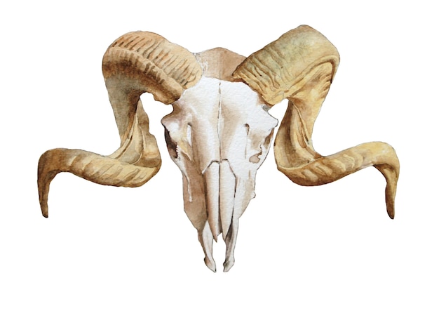 Illustration of goat skull