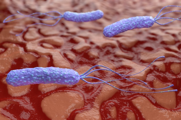 Illustration of Helicobacter pylori bacteria on the background of a human stomach. Medical concept. 3d render.
