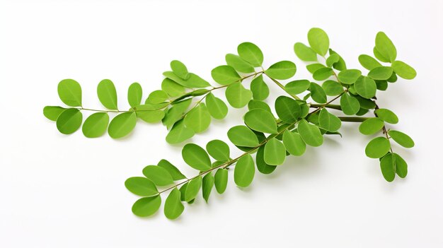 Photo illustration of herbal moringa oleifera or sonjna over white background