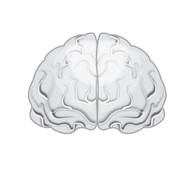 Photo illustration of human brain on white background