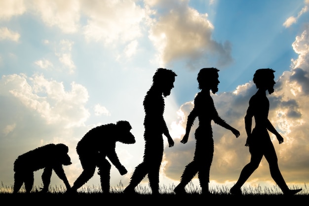 illustration of human evolution