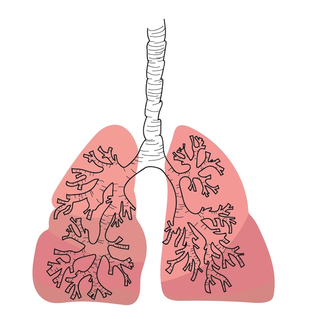 Photo illustration of human lungs on white background