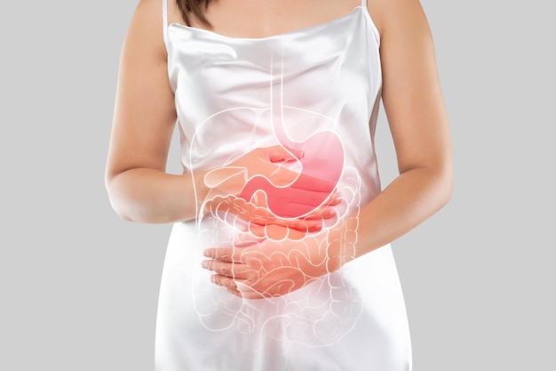 Illustration of internal organs is on the woman body against the gray background