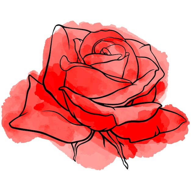 Photo illustration of line art rose flower on watercolor background