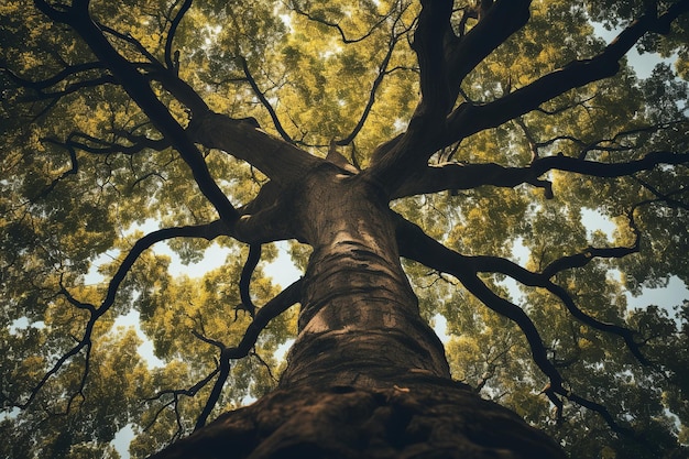 Photo illustration of a low angle shot of tree