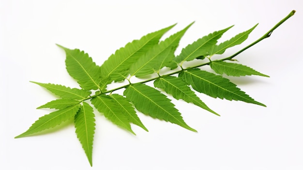 Photo illustration of medicinal neem leaves azadirachta indica siamese generative ai