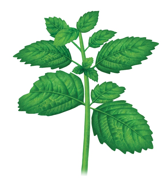 ILLUSTRATION of MINT plant with a stem and leaves