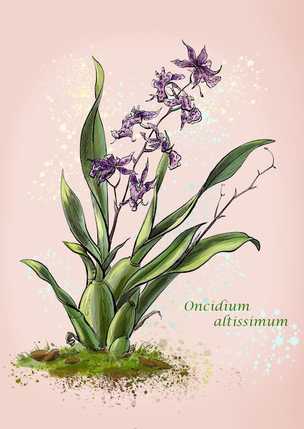 Illustration of an Oncidium orchid with background Botany Color illustration For printing and web