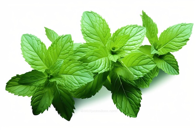 Illustration of organic mint leafs on white background