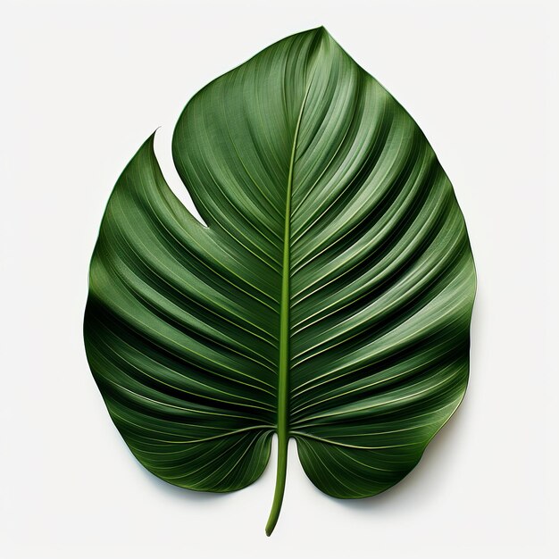 Photo illustration of palm leave white background