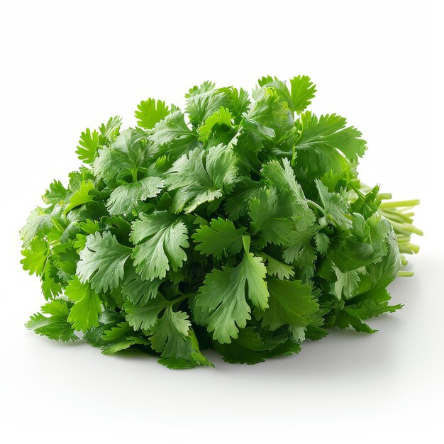 illustration pic of fresh coriander on white bg