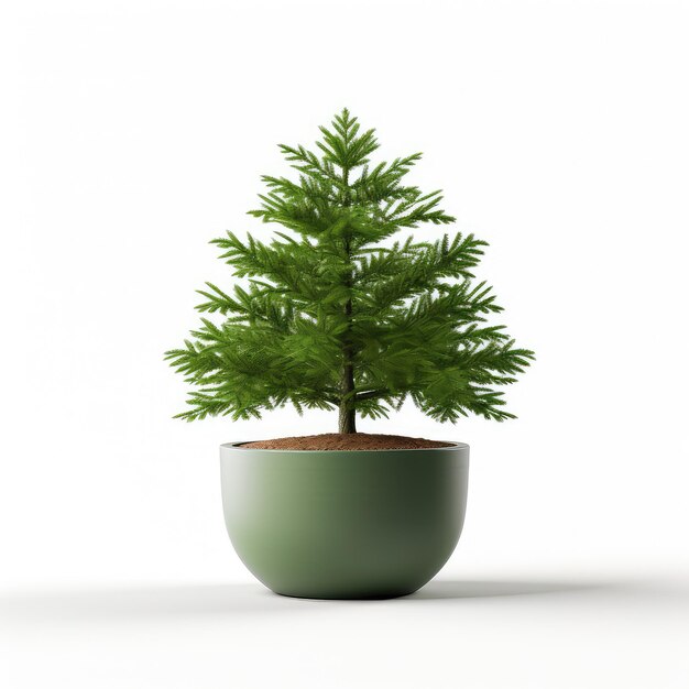 illustration pot ensconced spruce tree