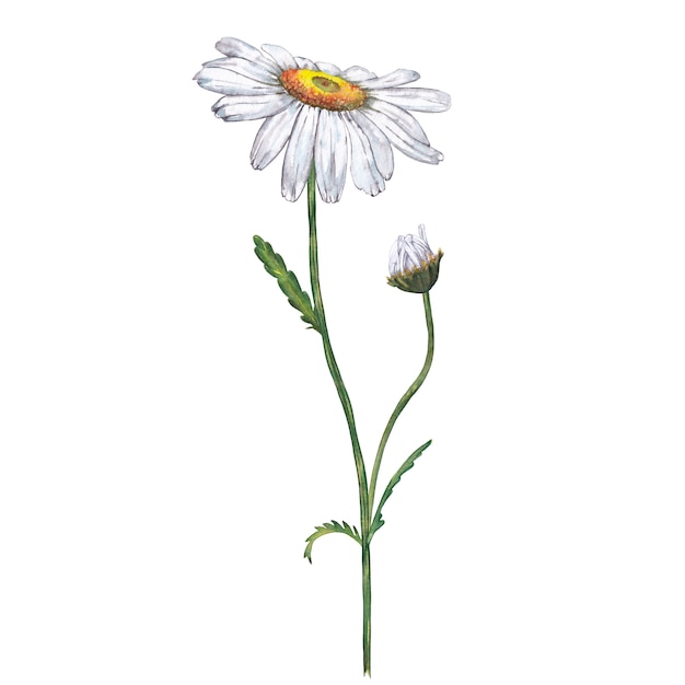 Illustration of realistic garden white chamomile. Watercolor painting.