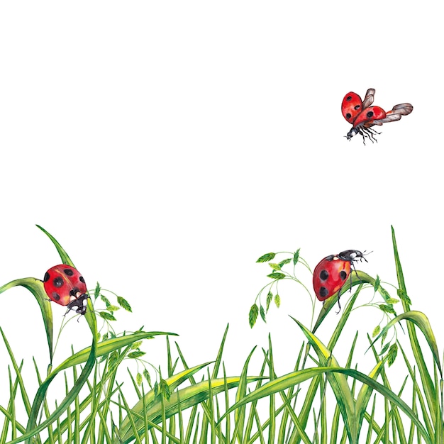 Illustrazione dell'erba verde fresca di estate realistica con le spighette e le coccinelle. pittura ad acquerello
