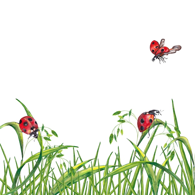 Photo illustration of realistic summer fresh green grass with spikelets and ladybugs. watercolor painting.