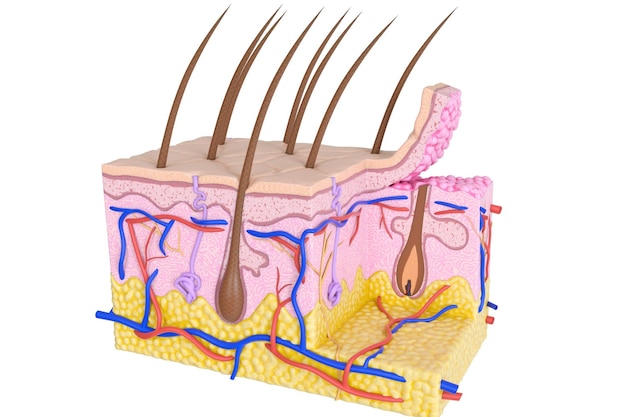 Illustration of skin crosssection