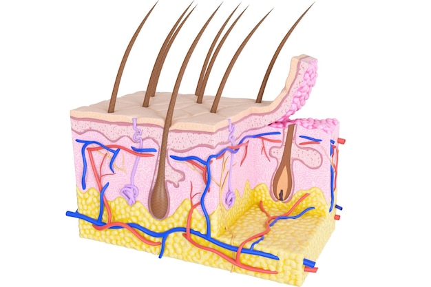 Photo illustration of skin crosssection