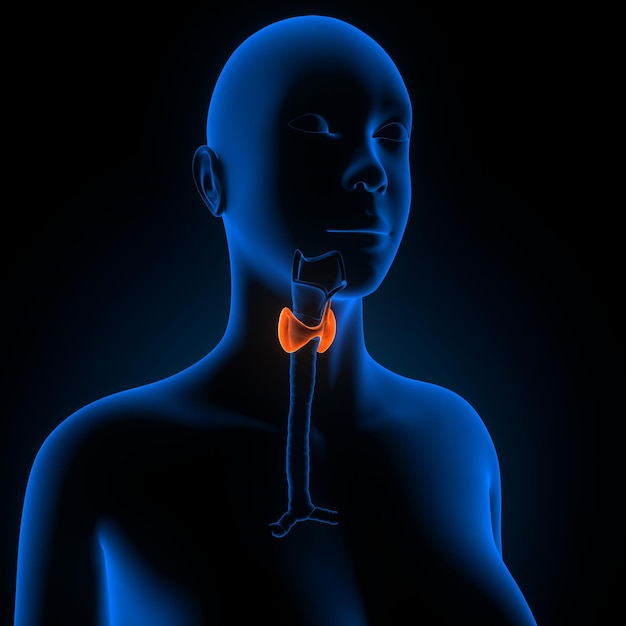 illustration of the thyroid gland in a female body