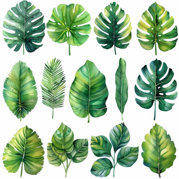 Иллюстрация тропических растений с зелеными листьями на белом фоне