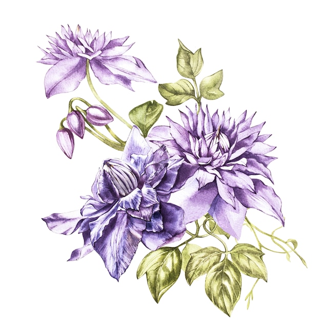 Illustration in watercolor of a clematis flower blossom. Floral card with flowers. Botanical illustration.