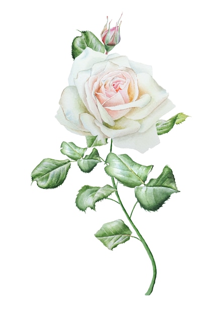 Иллюстрация с акварельной розой. Нарисованный от руки.