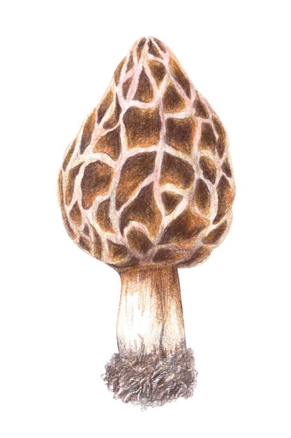 An illustration with wild mushrooms drawn by hand with colored pencils isolated on a white background