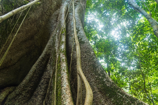 L'immagine di abbondanti risorse naturali.