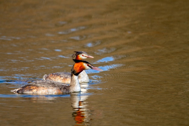 Image of an animal pair of wild birds Podiceps cristatus floating on water
