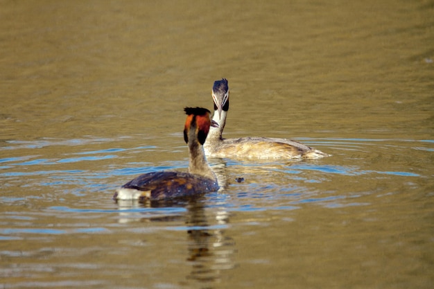 Изображение пары диких птиц Podiceps cristatus, плавающих на воде