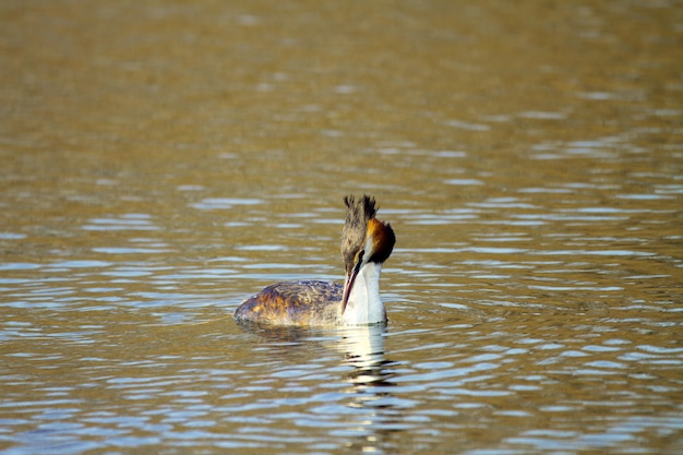 水に浮かぶ動物の野鳥カンムリカイツブリの画像