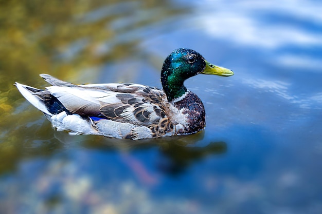 Image of an animal a wild drake and a duck sail on a pond High quality photo