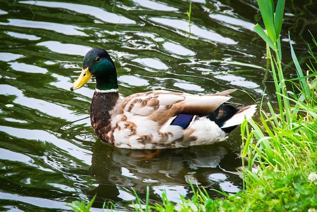 Image of an animal a wild drake and a duck sail on a pond