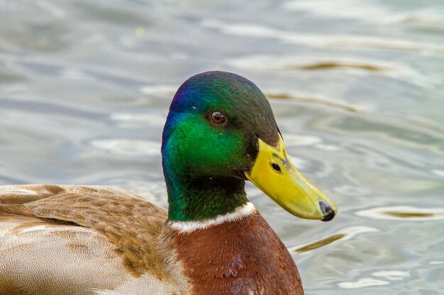 Image of an animal a wild drake swims on a pond