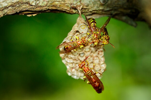 Изображение осы апачей (Polistes apachus) и гнезда осы на природе. Насекомое. животное