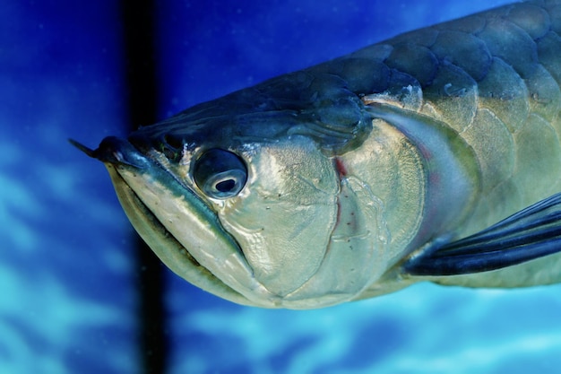 Image Arovana tropical freshwater fish in the aquarium