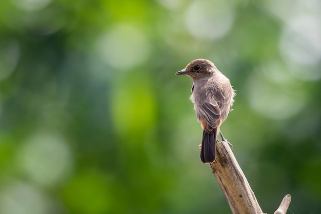 自然背景の枝にコサメビタキ（Muscicapa dauurica）の画像。鳥。動物。