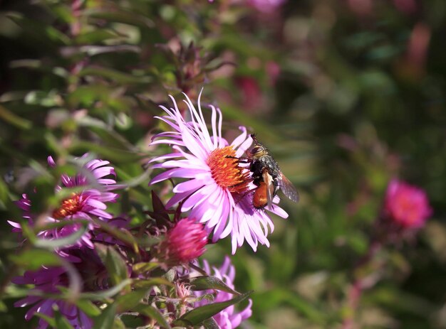 アスターの花とその上の昆虫のイメージ