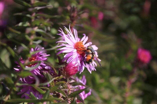 Image of an aster flower and an insect on it