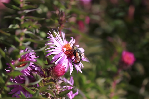 Image of an aster flower and an insect on it