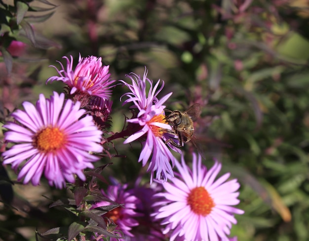 Image of Astra flower bush on flowerbed with insect