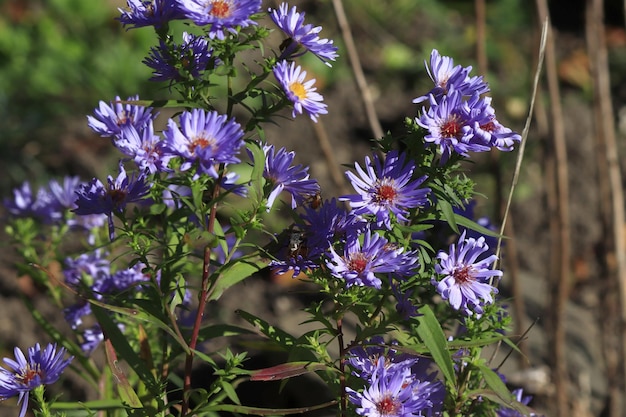 アストラの花の茂みが花床に描かれている