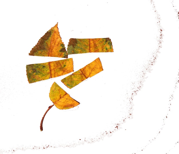 image of an autumn leaffall concept