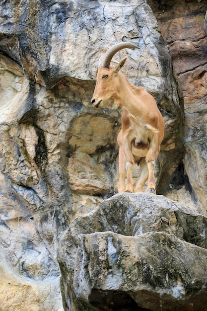 岩の上のバーバリ羊のイメージ。野生動物。